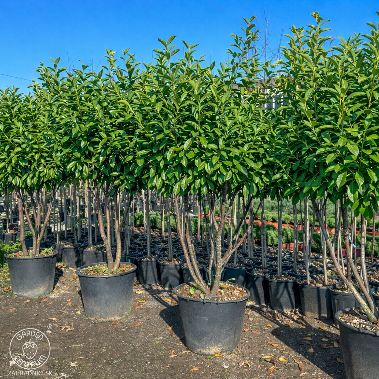 Obrázok Vavrínovec lekársky (Prunus Laurocerasus) ´NOVITA´ - výška 190-220 cm, kont. C90L (-22°C) VIACKMENNÝ